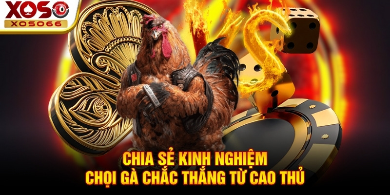 Chia sẻ kinh nghiệm chọi gà chắc thắng từ cao thủ