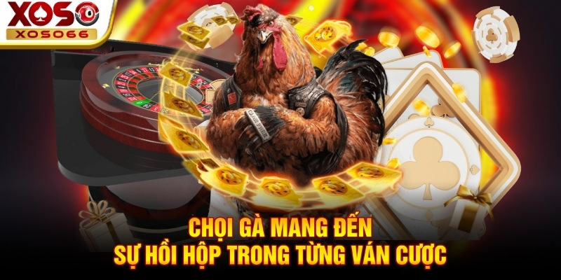 Chọi gà mang đến sự hồi hộp trong từng ván cược