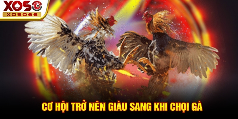 Cơ hội trở nên giàu sang khi chọi gà