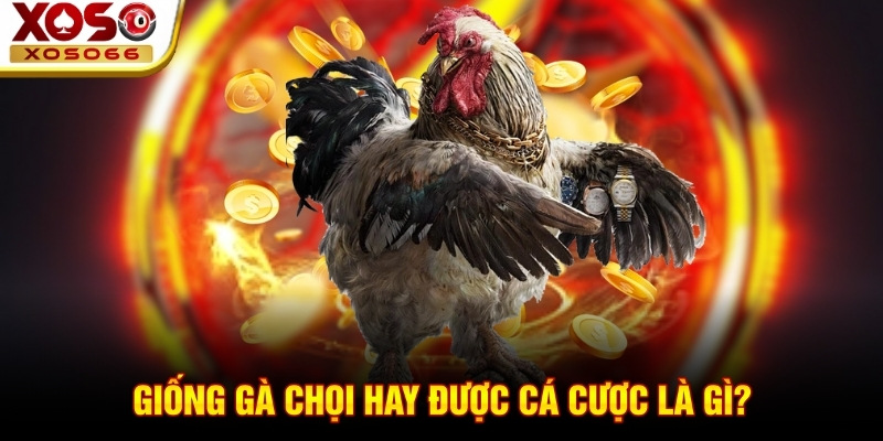 Giống gà chọi hay được cá cược là gì?