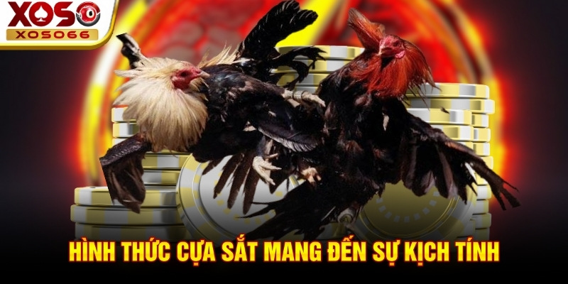 Hình thức cựa sắt mang đến sự kịch tính