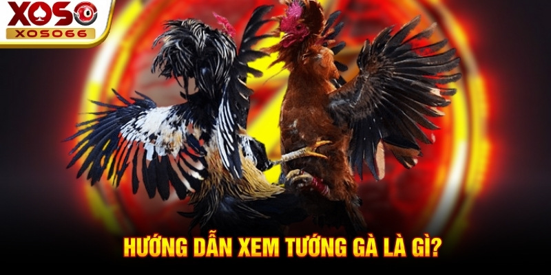 Hướng dẫn cách xem tướng gà qua ngoại hình