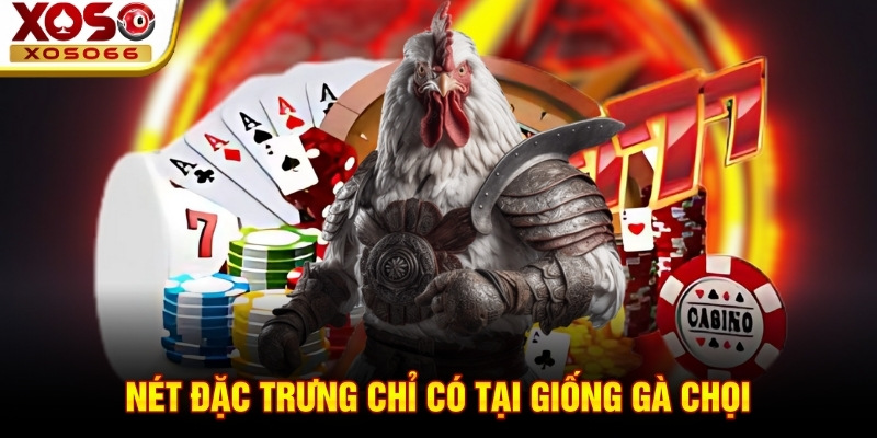 Nét đặc trưng chỉ có tại giống gà chọi
