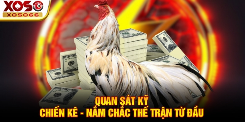 Quan sát kỹ chiến kê - Nắm chắc thế trận từ đầu