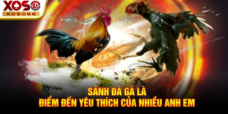 Sảnh đá gà là điểm đến yêu thích của nhiều anh em