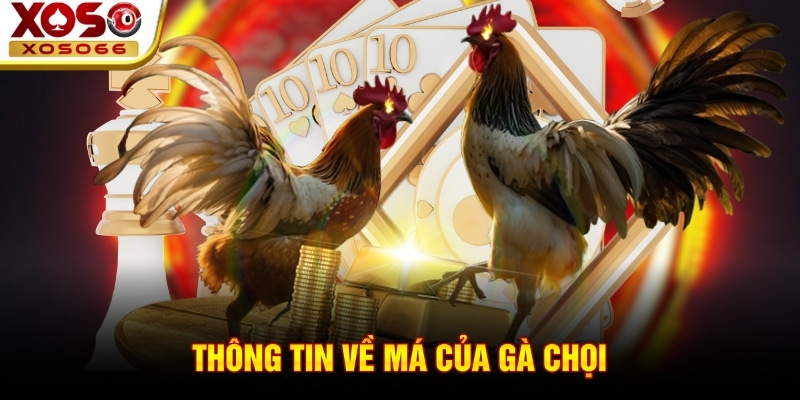 Thông tin về má của gà chọi